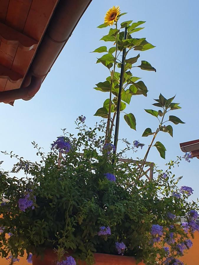 "La Terrazza Di Castiglione" Appartamenti Vacanza Кастільйоне-делла-Пеская Екстер'єр фото